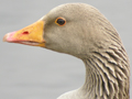 Greylag Goose